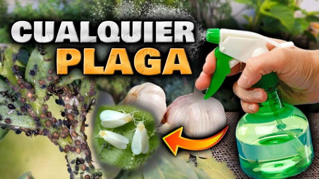 Remedios-caseros-para-plagas-en-plantas