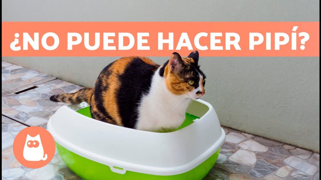 Remedios-caseros-para-problemas-urinarios-en-gatos