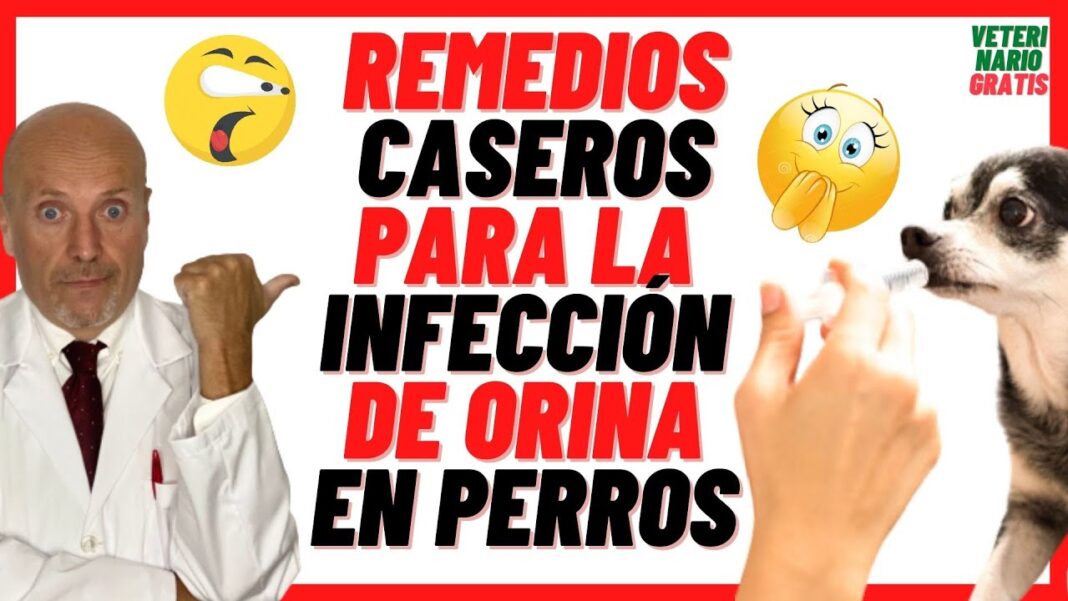 Remedios-caseros-para-problemas-urinarios-en-perros