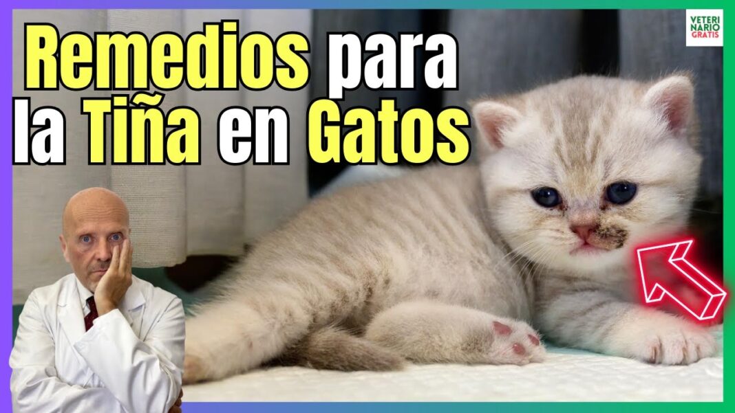 Remedios-caseros-para-tina-en-gatos