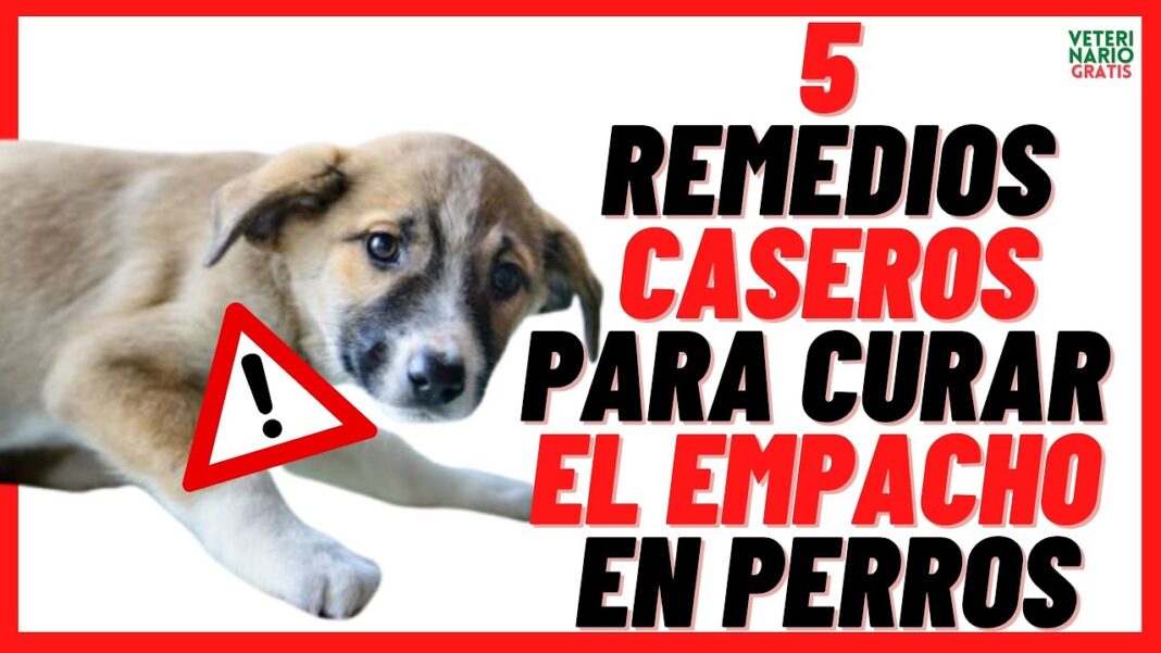 Remedios-caseros-para-un-perro-empachado