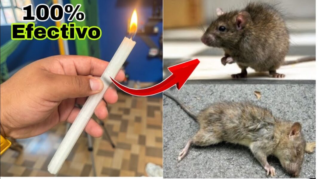 como-acabar-con-los-ratones-remedios-caseros