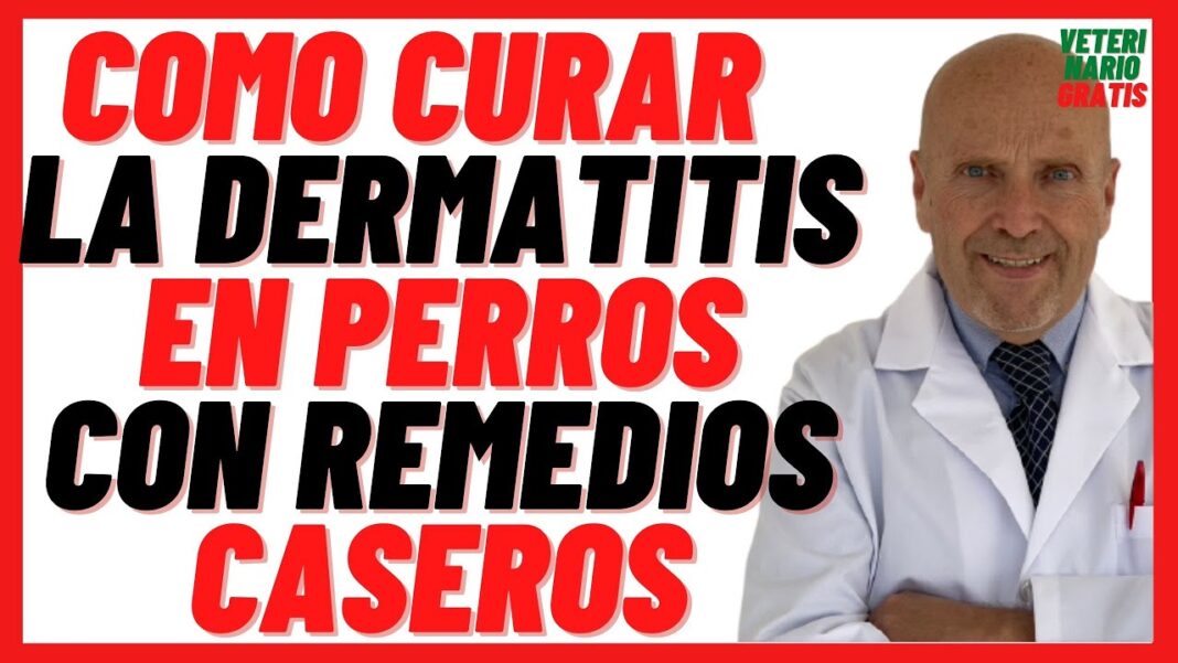 como-curar-la-dermatitis-en-los-perros-remedios-caseros