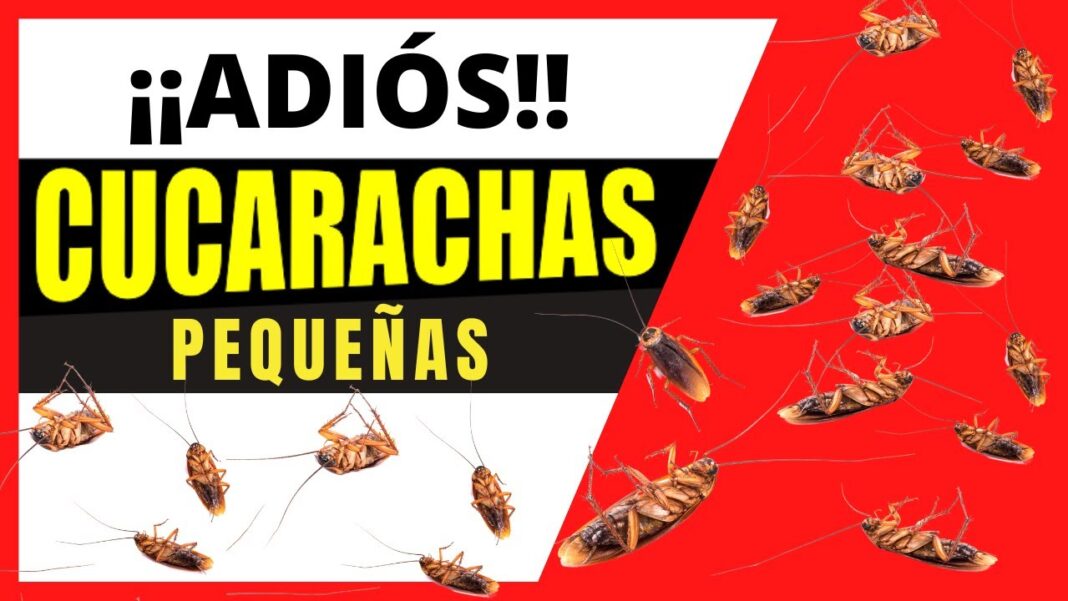 como-eliminar-cucarachas-chiquitas-remedios-caseros