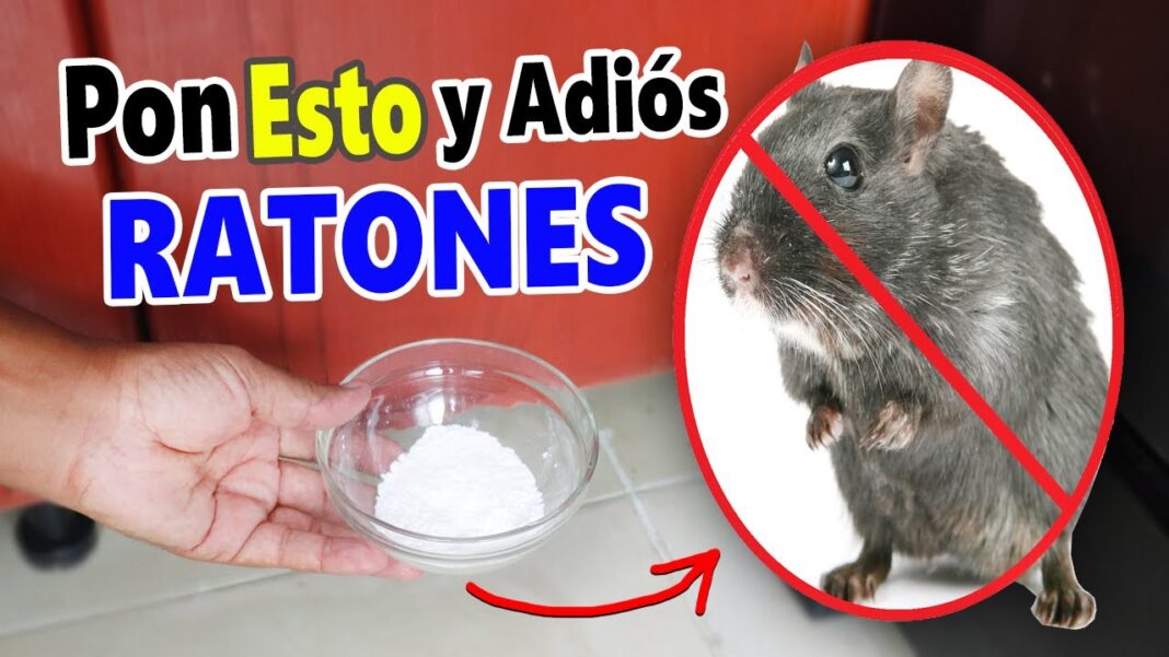 como-matar-ratones-con-remedios-caseros