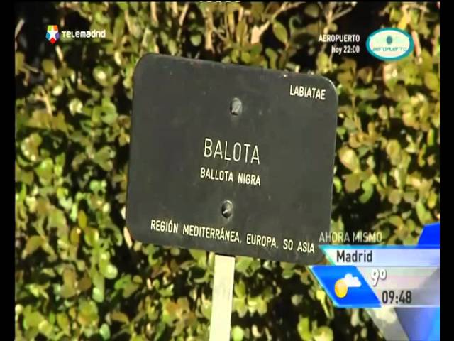 como-preparar-remedios-caseros-con-plantas-medicinales
