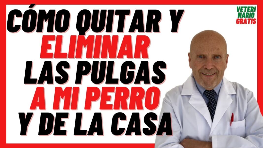 como-quitarle-las-pulgas-a-un-cachorro-con-remedios-caseros