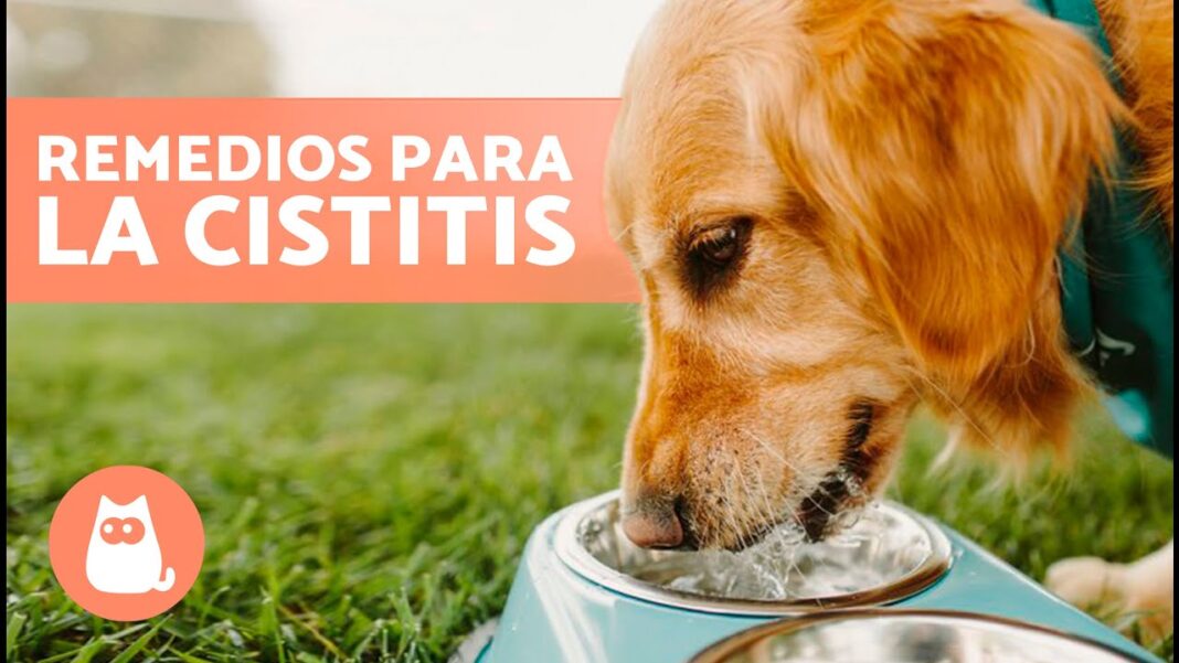 infeccion-urinaria-en-perros-remedios-caseros