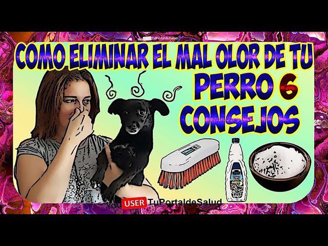 mal-olor-en-los-perros-remedios-caseros