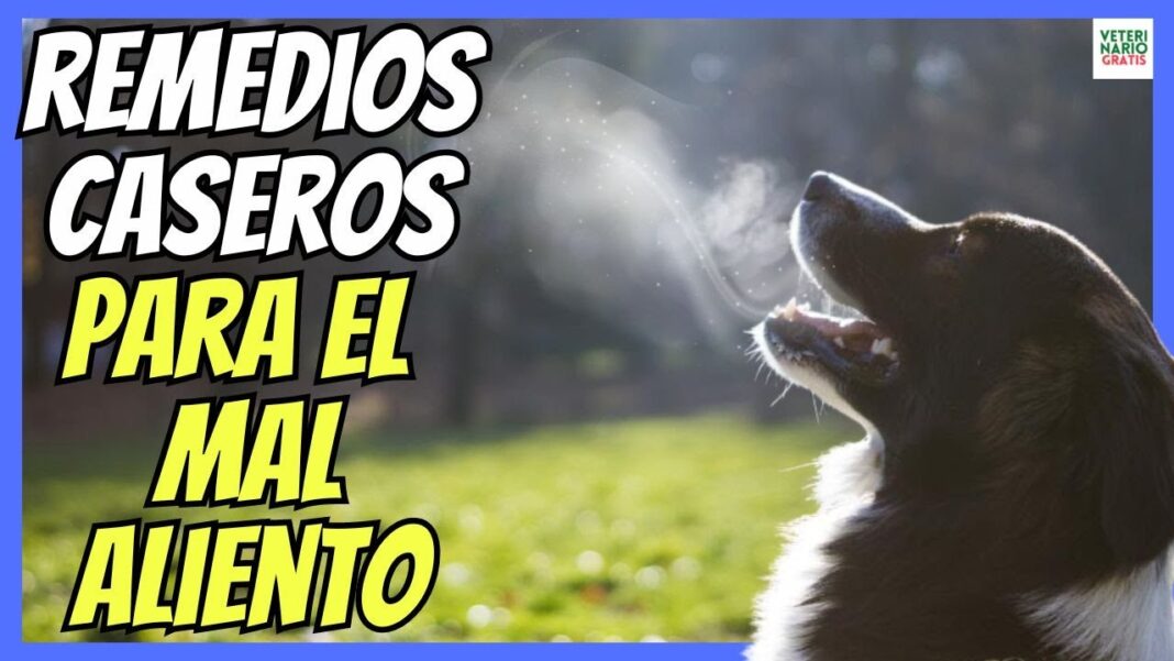 mi-perro-tiene-mal-aliento-remedio-casero