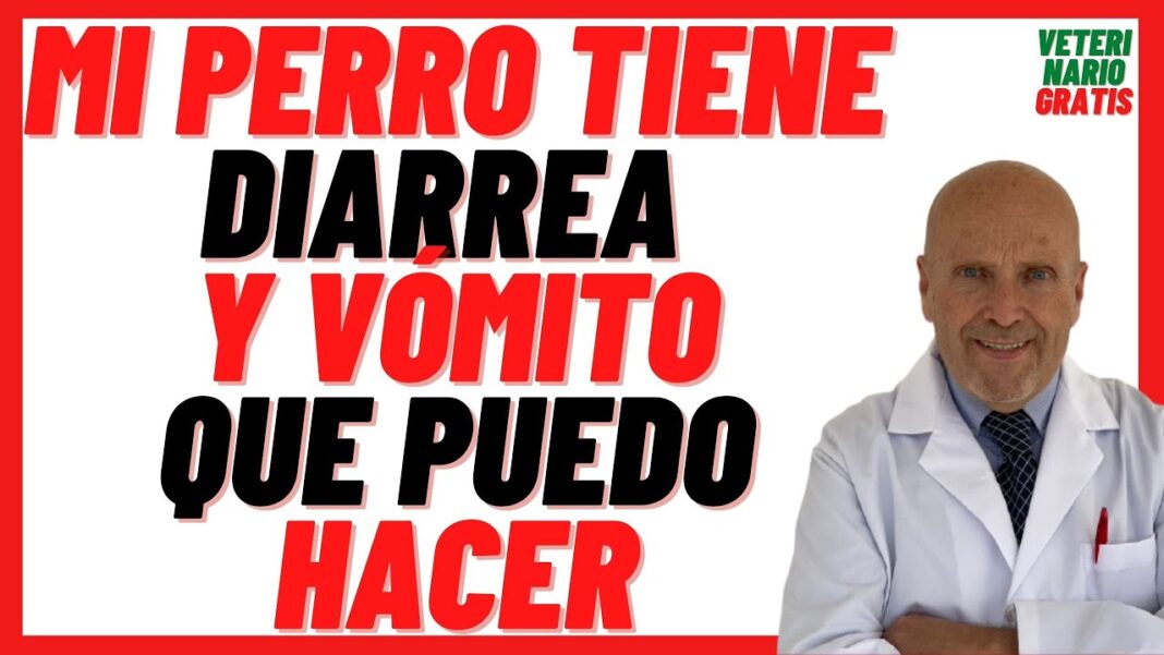 mi-perro-vomita-y-tiene-diarrea-remedios-caseros