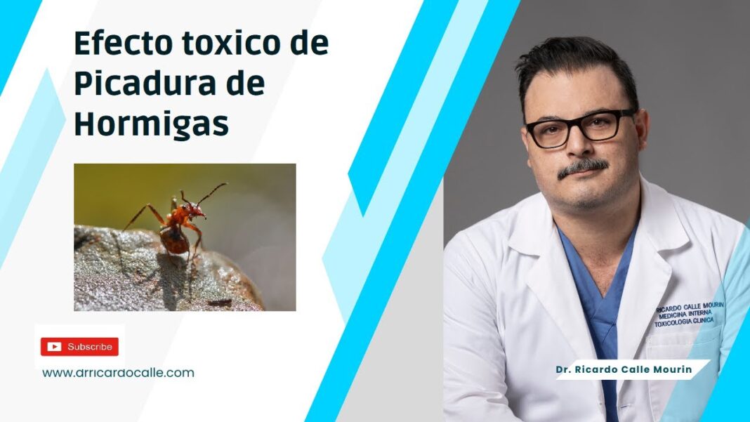 picadura-de-hormiga-roja-remedio-casero