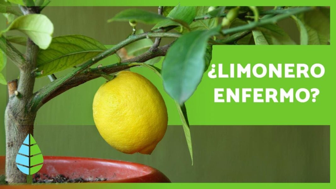 plagas-del-limonero-remedios-caseros