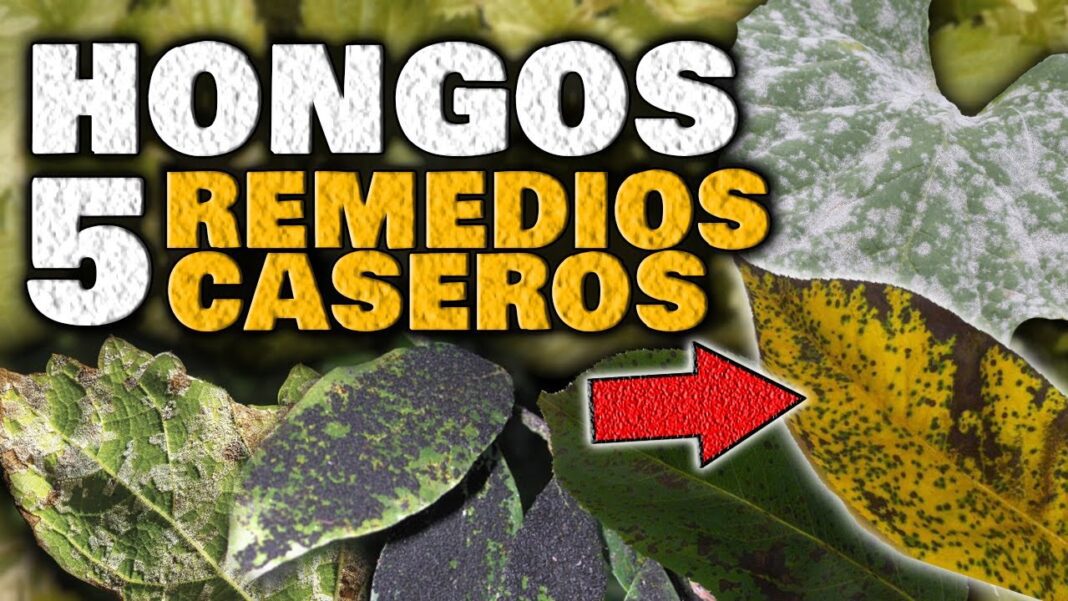 remedio-casero-para-curar-planta-de-durazno
