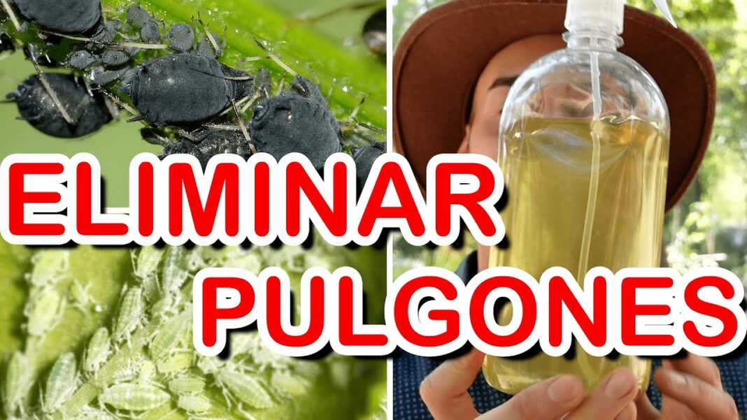 remedio-casero-pulgon