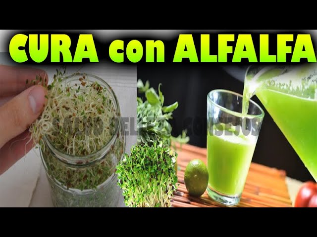 remedios-caseros-con-alfalfa