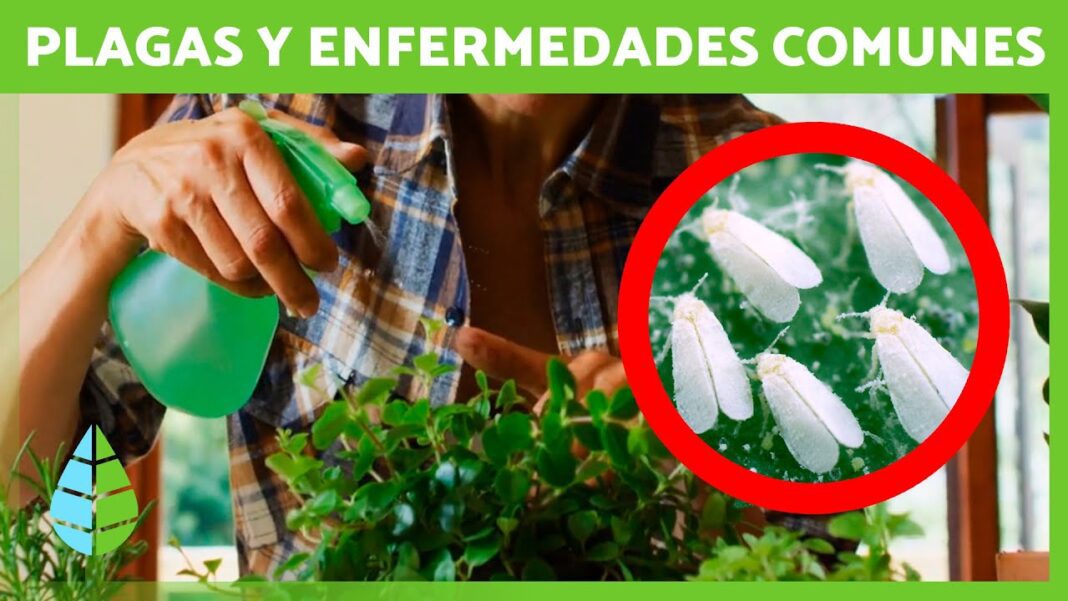 remedios-caseros-con-plantas-para-enfermedades