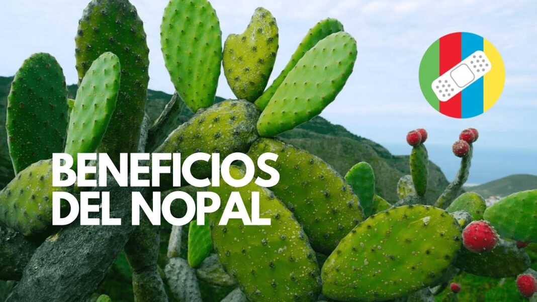 remedios-caseros-del-nopal