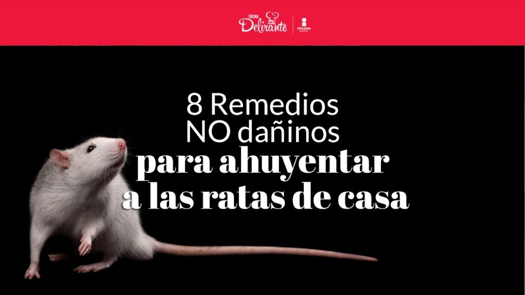 remedios-caseros-para-ahuyentar-ratones