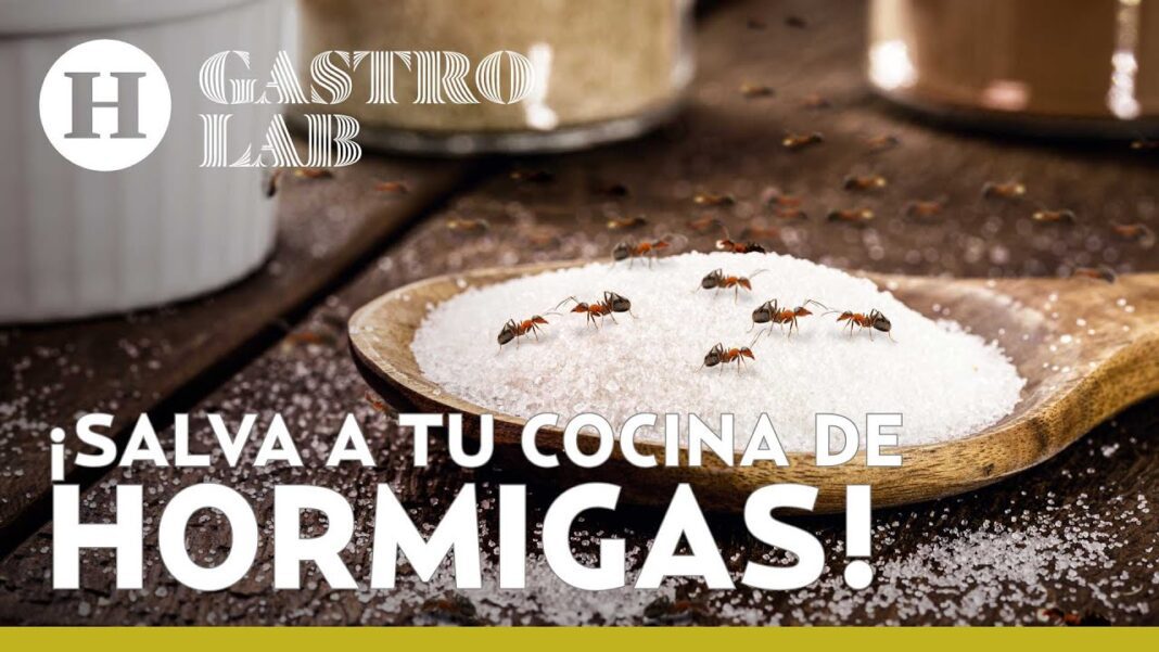 remedios-caseros-para-deshacerse-de-las-hormigas