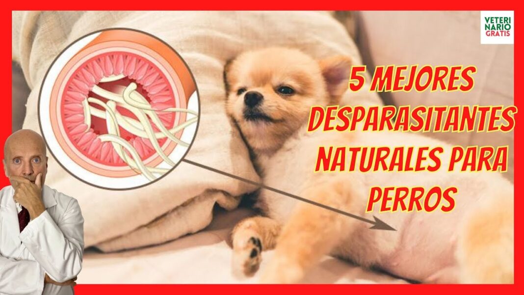 remedios-caseros-para-desparasitar-perros