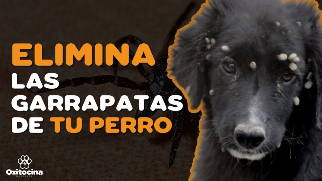 remedios-caseros-para-eliminar-garrapatas-en-perros