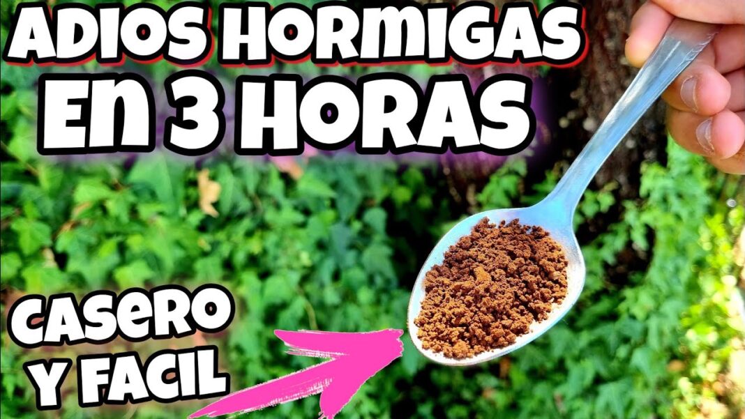 remedios-caseros-para-eliminar-hormigas