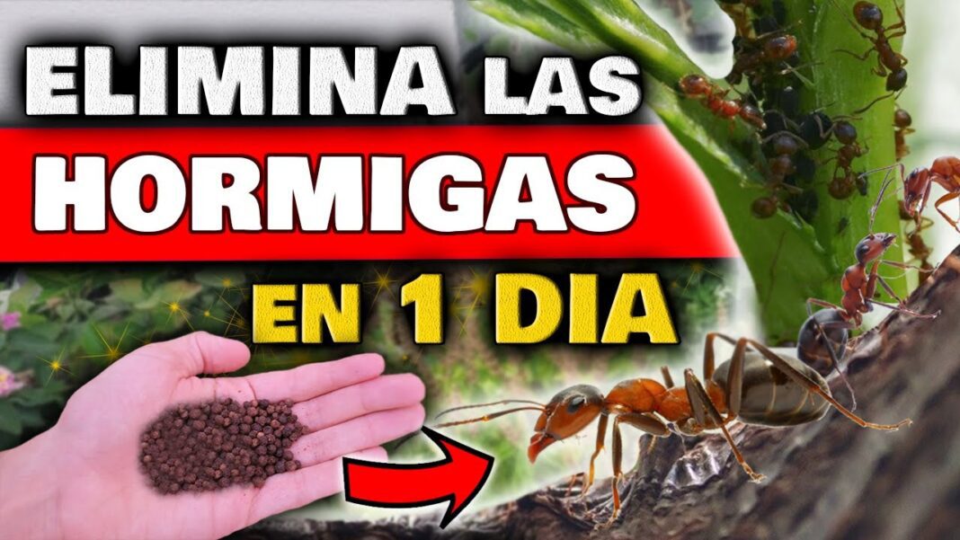 remedios-caseros-para-hormigas-en-plantas
