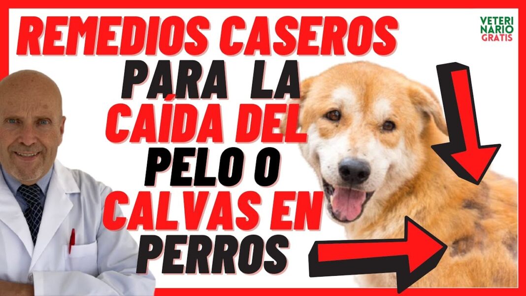 remedios-caseros-para-la-caida-de-pelo-en-perros