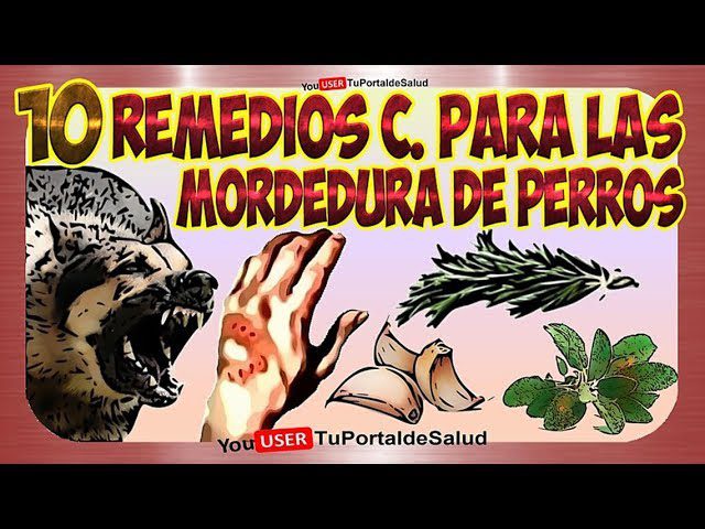 remedios-caseros-para-mordedura-de-perro