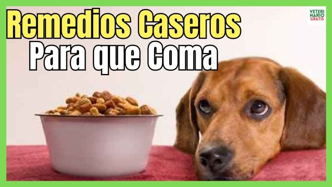 remedios-caseros-para-perros