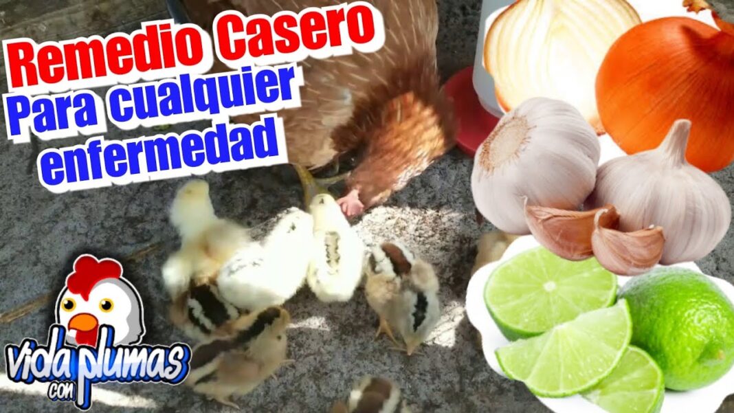 remedios-caseros-para-pollitos-enfermos
