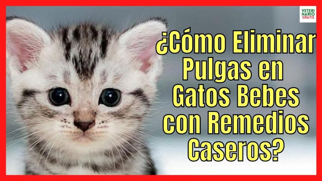 remedios-caseros-para-pulgas-en-gatos-bebes-1