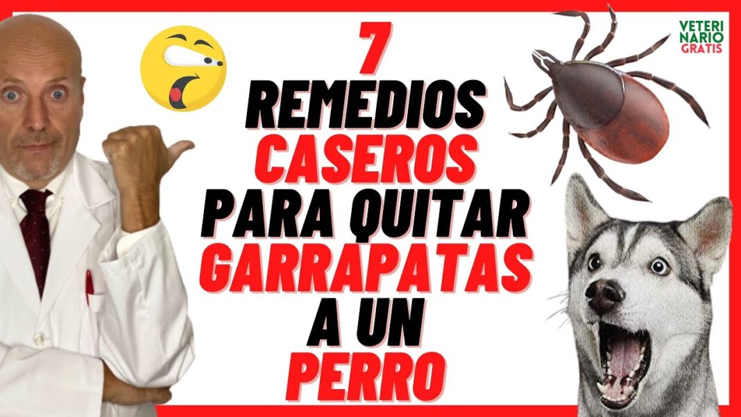 remedios-caseros-para-sacar-garrapatas-del-oido