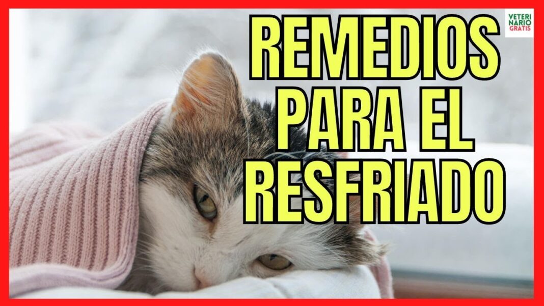 resfriado-gatos-remedios-caseros